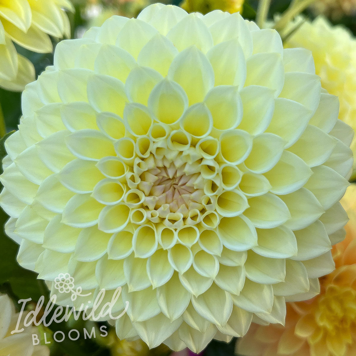 Winholme Diane dahlia tuber, Winholme Diane dahlia bulb, Winholme Diane dahlia flower