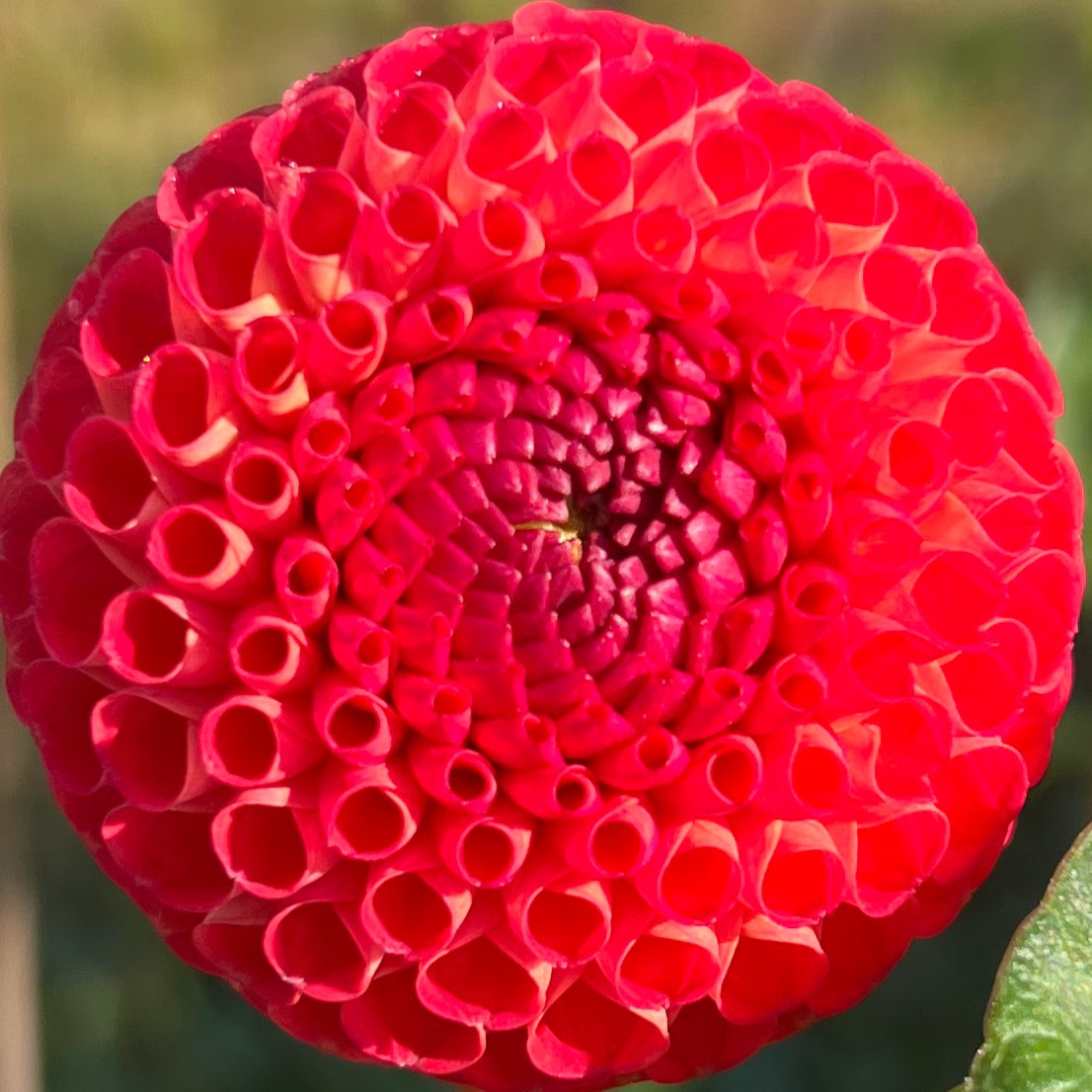 winkie lambrusco dahlia tuber bulb flower