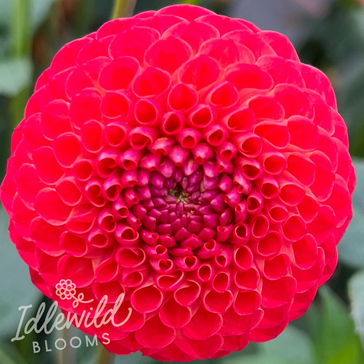 Winkie Lambrusco dahlia tuber, Winkie Lambrusco dahlia bulb, Winkie Lambrusco dahlia flower