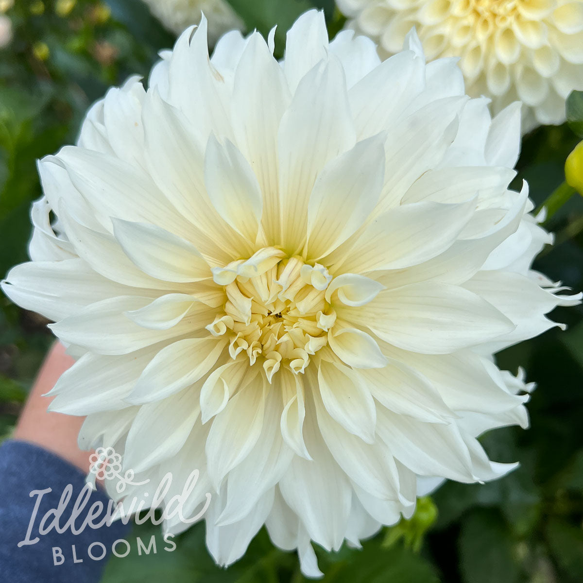 Wyns Ghostie dahlia tuber, Wyns Ghostie dahlia bulb, Wyns Ghostie dahlia flower