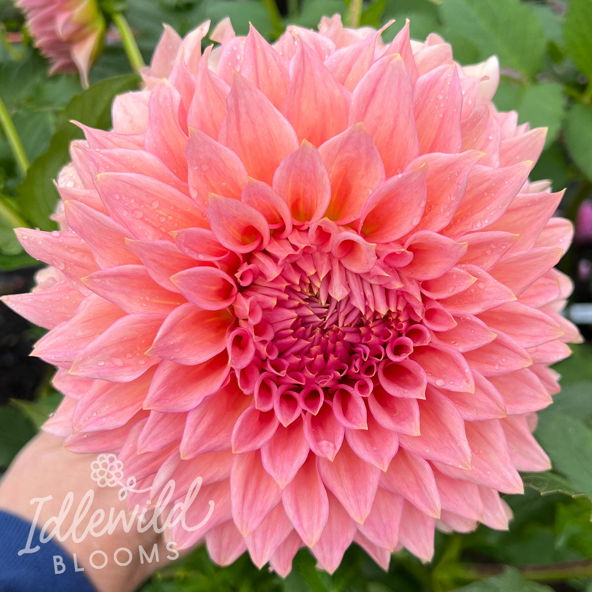 Wyn's Pink Pearl dahlia tuber, Wyn's Pink Pearl dahlia flower, Wyn's Pink Pearl dahlia bulb