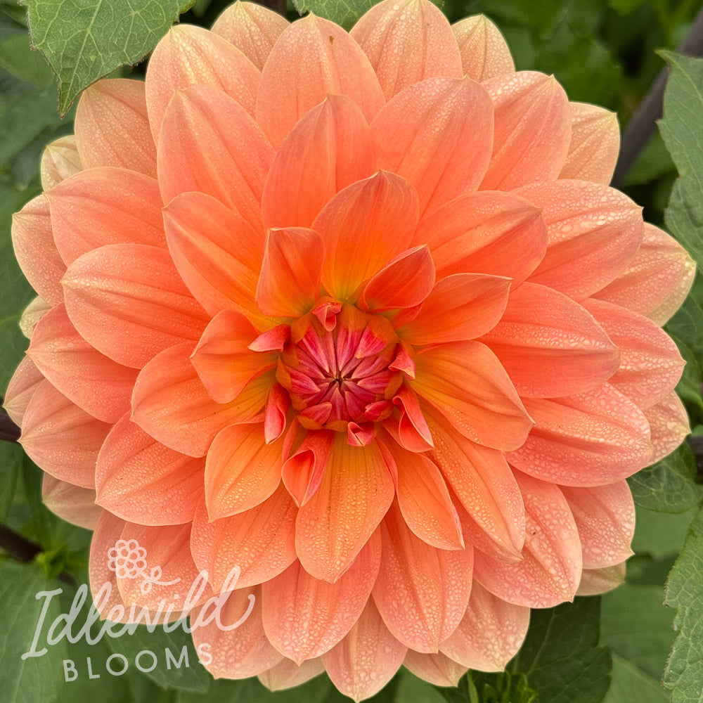 Yvonne dahlia tuber, Yvonne dahlia flower, Yvonne dahlia bulb