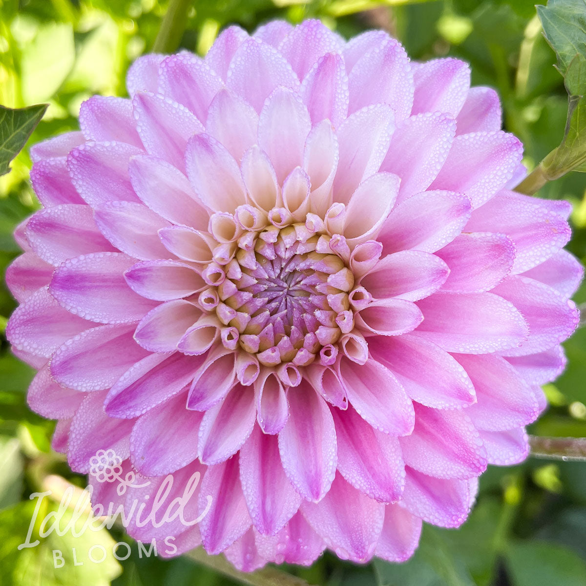 Zebrano dahlia tuber, Zebrano dahlia bulb, Zebrano dahlia flower