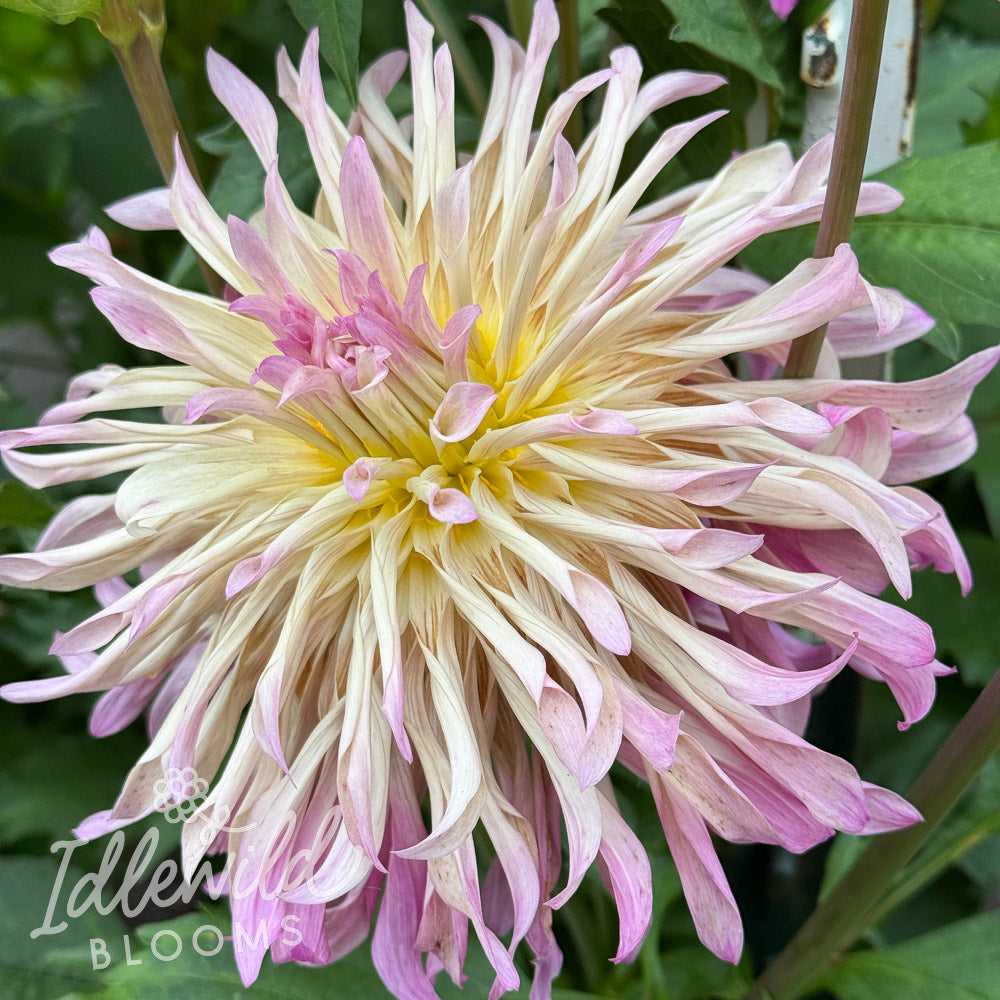 Zwink dahlia tuber, Zwink dahlia flower, Zwink dahlia bulb