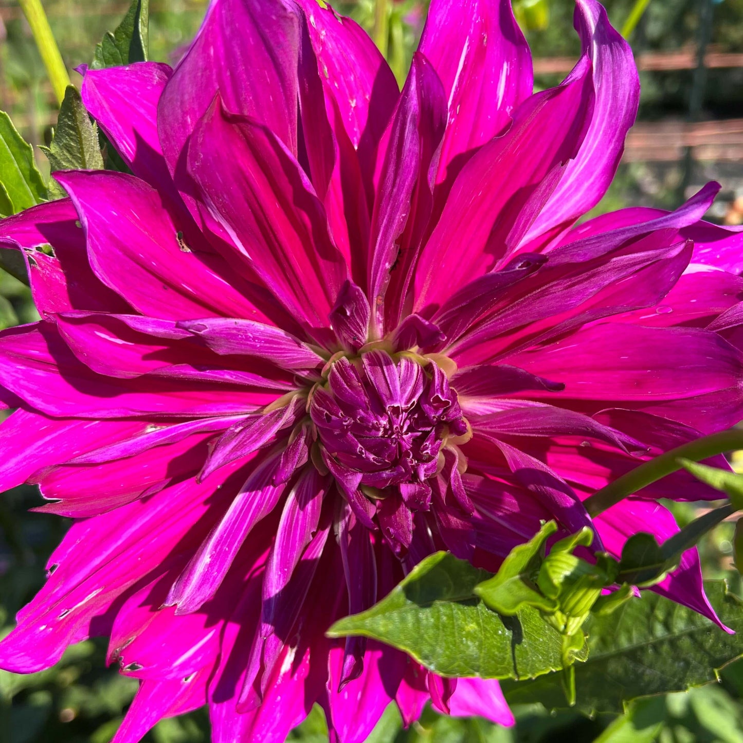 purple taiheijo dahlia tuber, purple taiheijo dahlia bulb, purple taiheijo dahlia flower