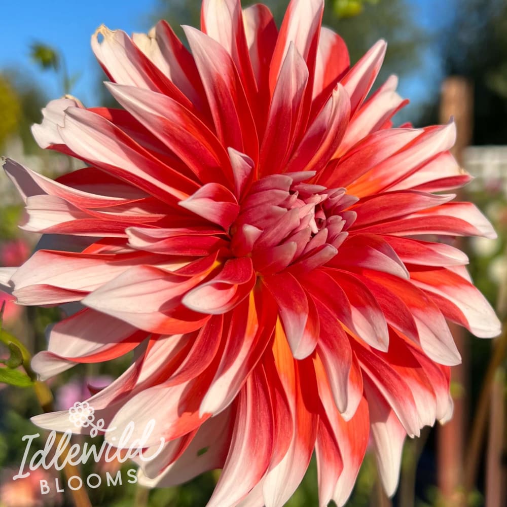 ac p dahlia tuber, ac p dahlia flower, ac p dahlia