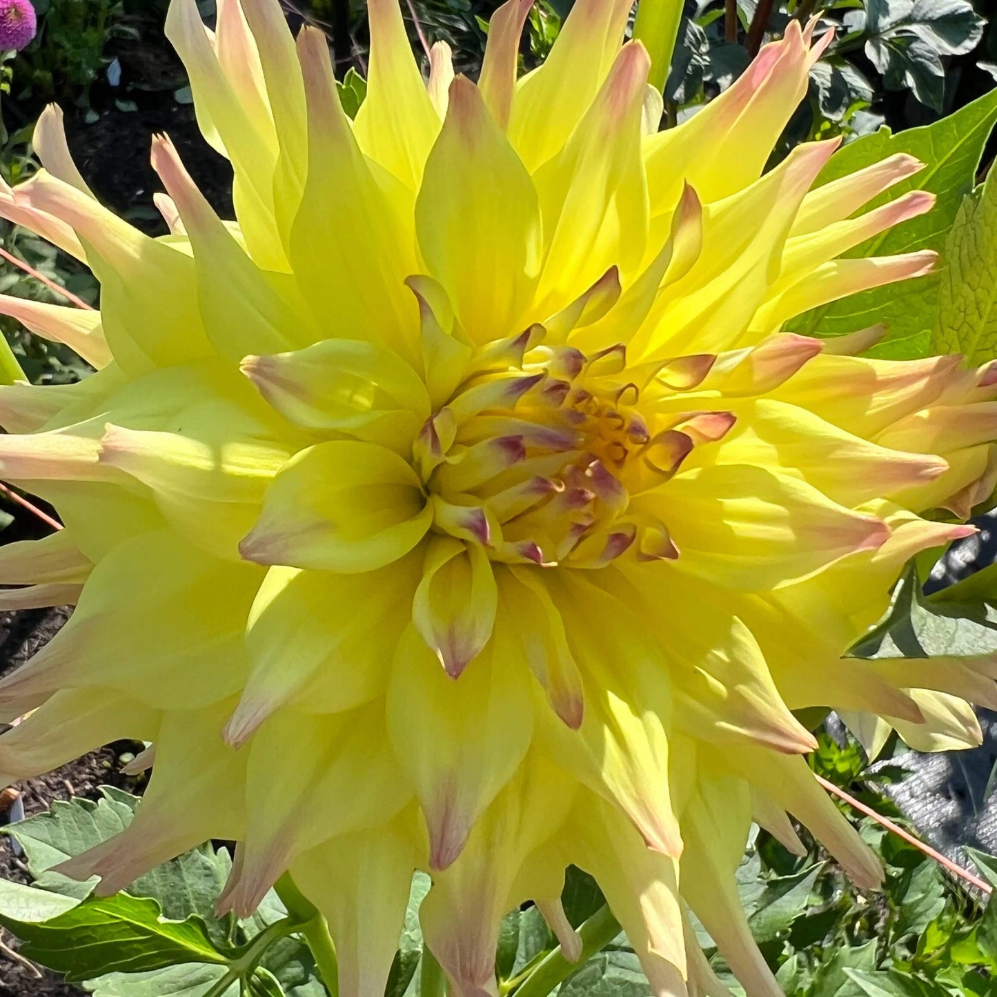 bo bay dahlia tuber, bo bay dahlia flower