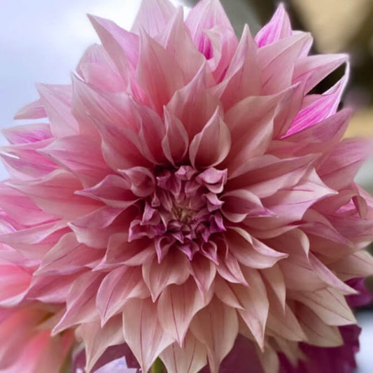 cafe au lait royal dahlia tuber, cafe au lait royal dahlia bulb, cafe au lait royal dahlia flower