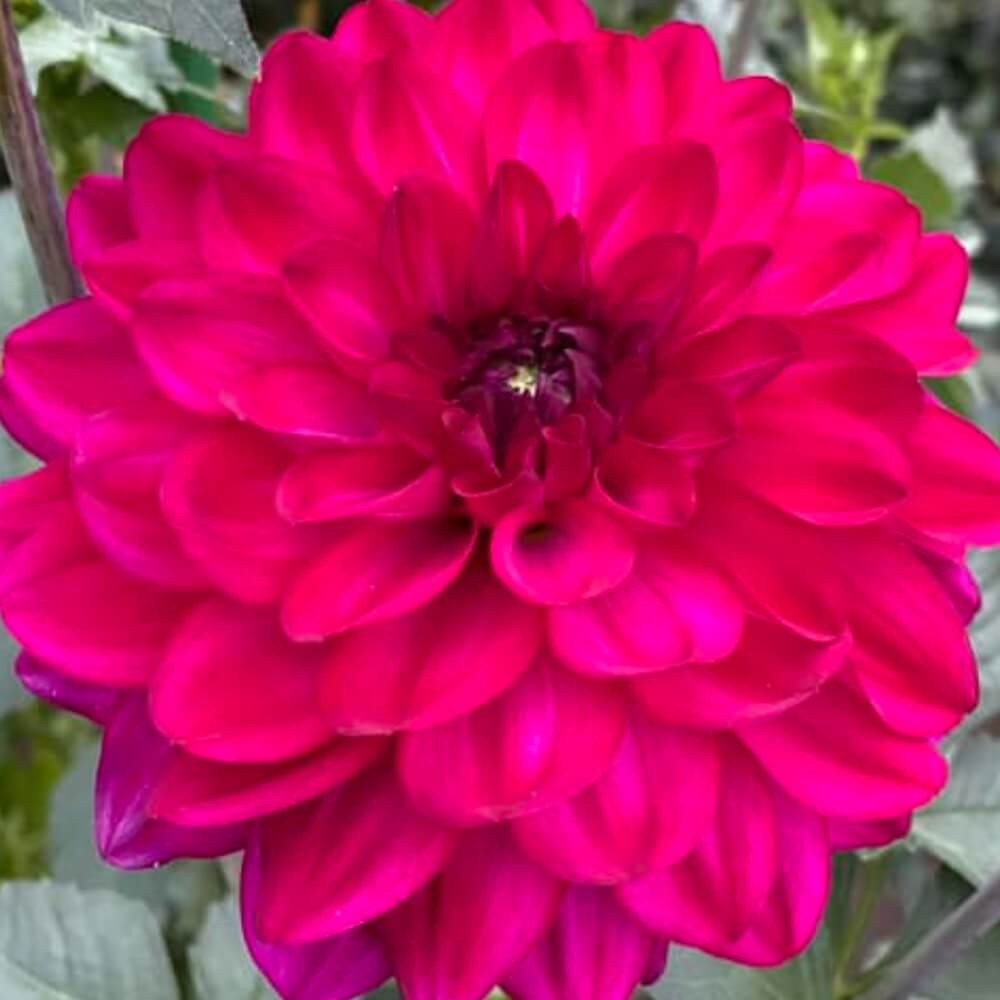 fabulous dahlia tuber, fabulous dahlia flower