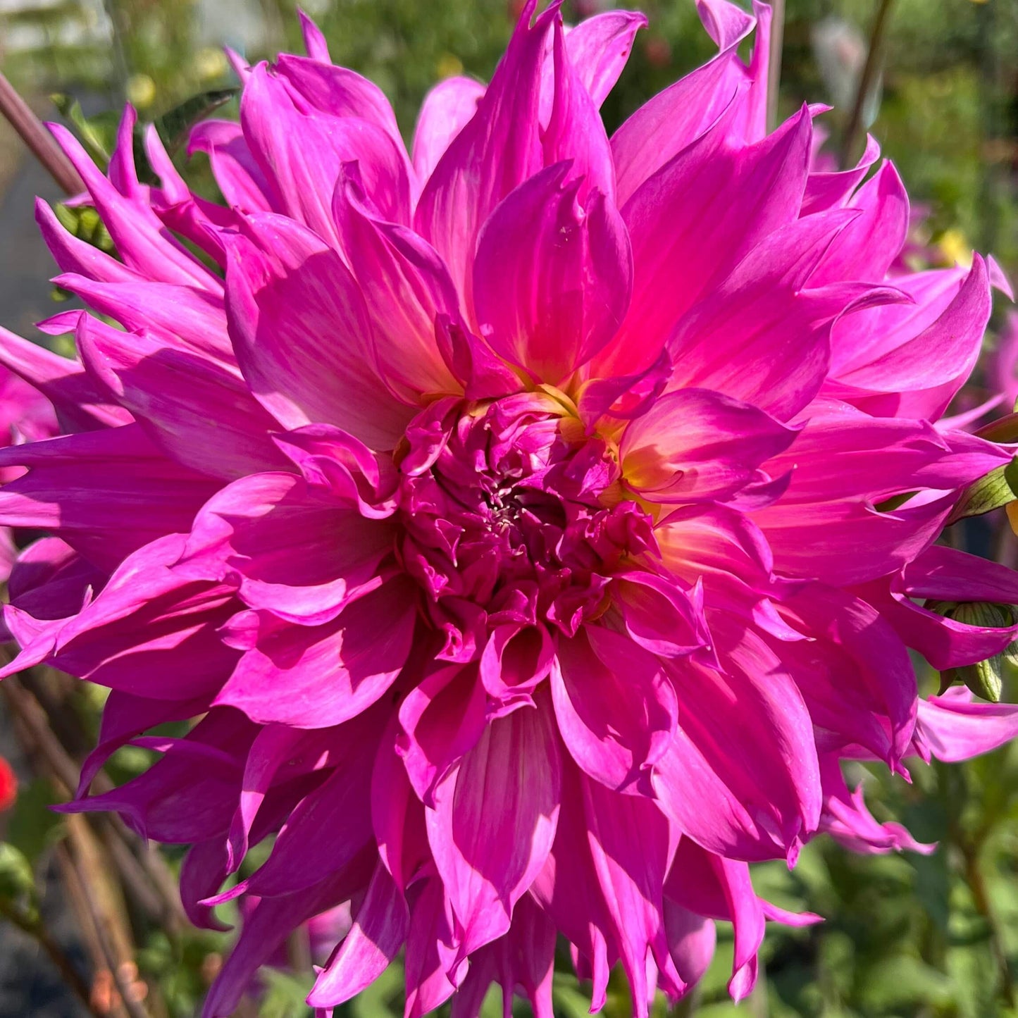 helen richmond dahlia tuber, helen richmond dahlia flower