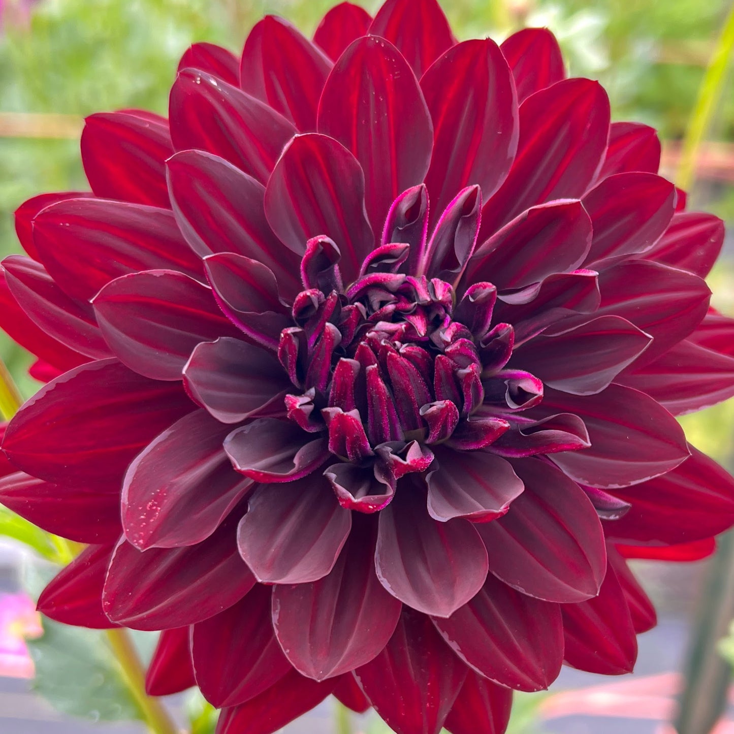 hollyhill black beauty dahlia tuber, hollyhill black beauty dahlia bulb
