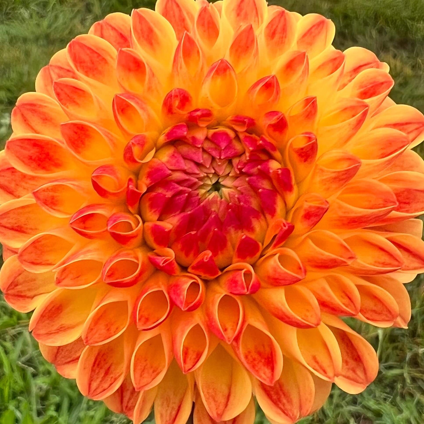 jowey chantal dahlia tuber, jowey chantal dahlia bulb, jowey chantal dahlia flower
