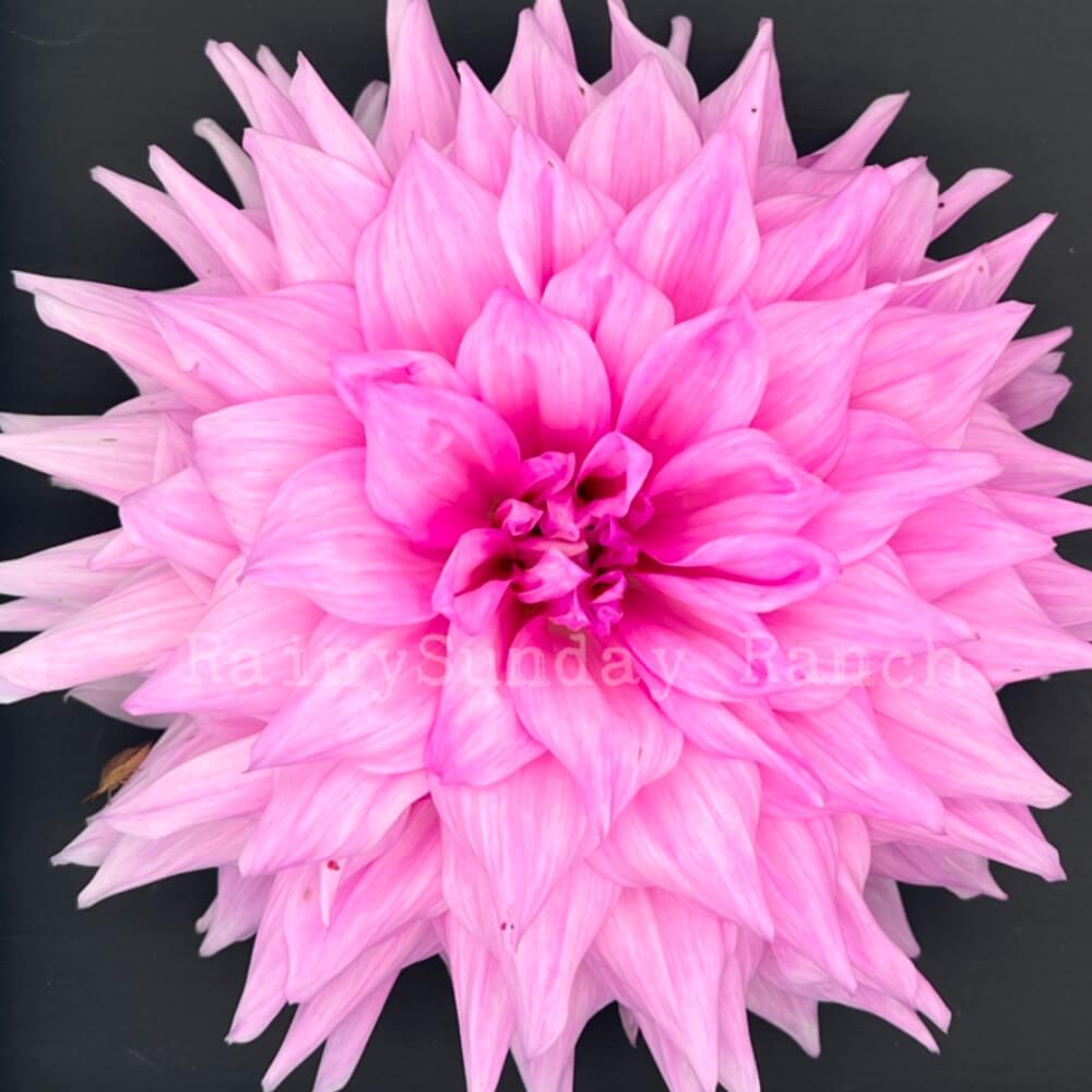 lovely lana dahlia tuber, lovely lana dahlia bulb, lovely lana dahlia flower