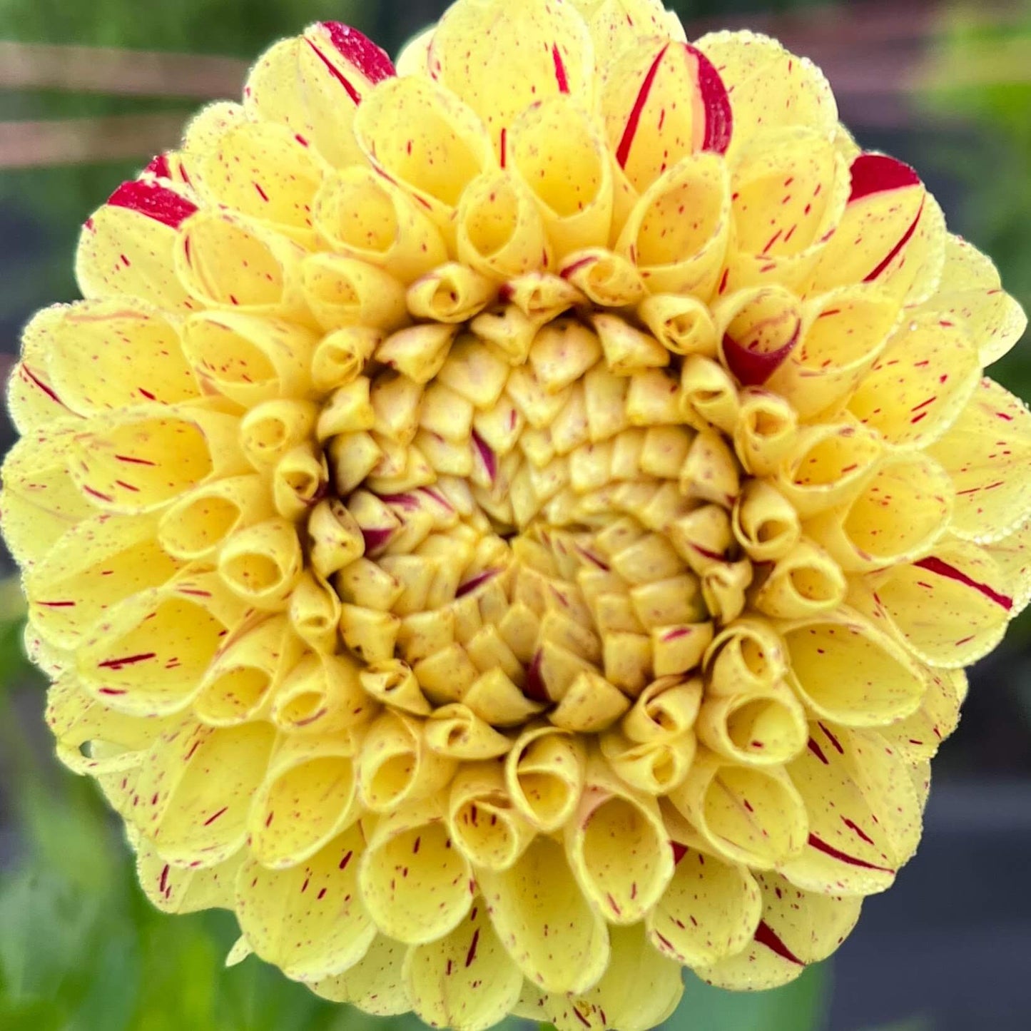 lupin ben dahlia tuber, lupin ben dahlia bulb, lupin ben dahlia flower