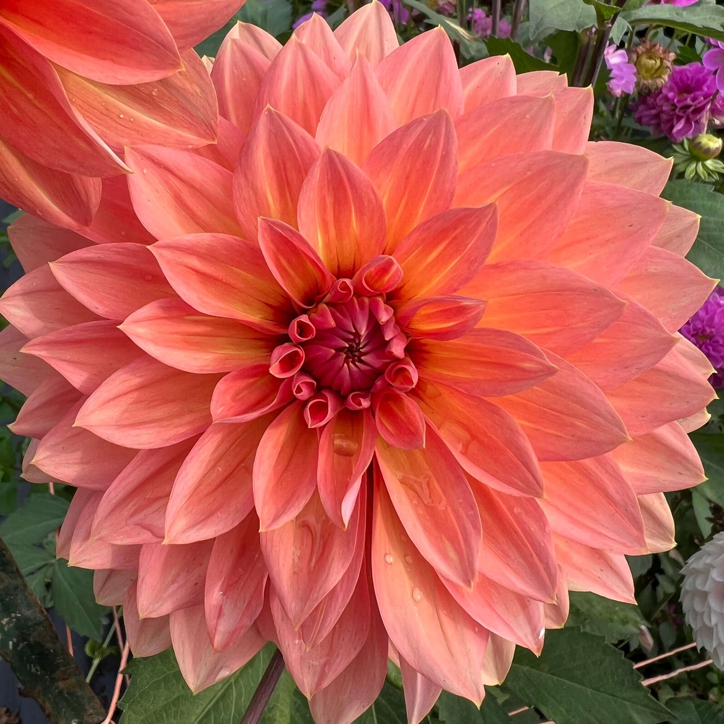 nicholas dahlia tuber, nicholas dahlia bulb, nicholas dahlia flower