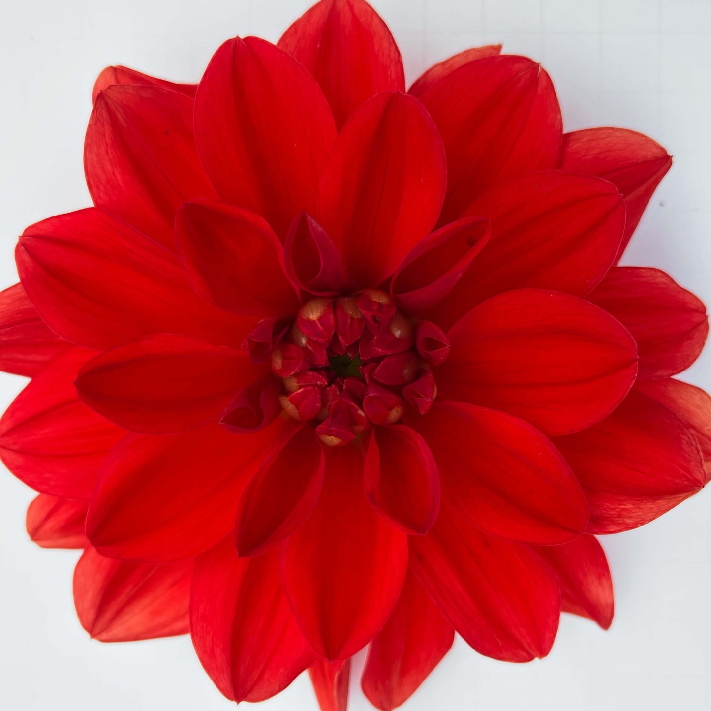 patricia anns sunset dahlia tuber, patricia anns sunset dahlia bulb, patricia anns sunset dahlia flower