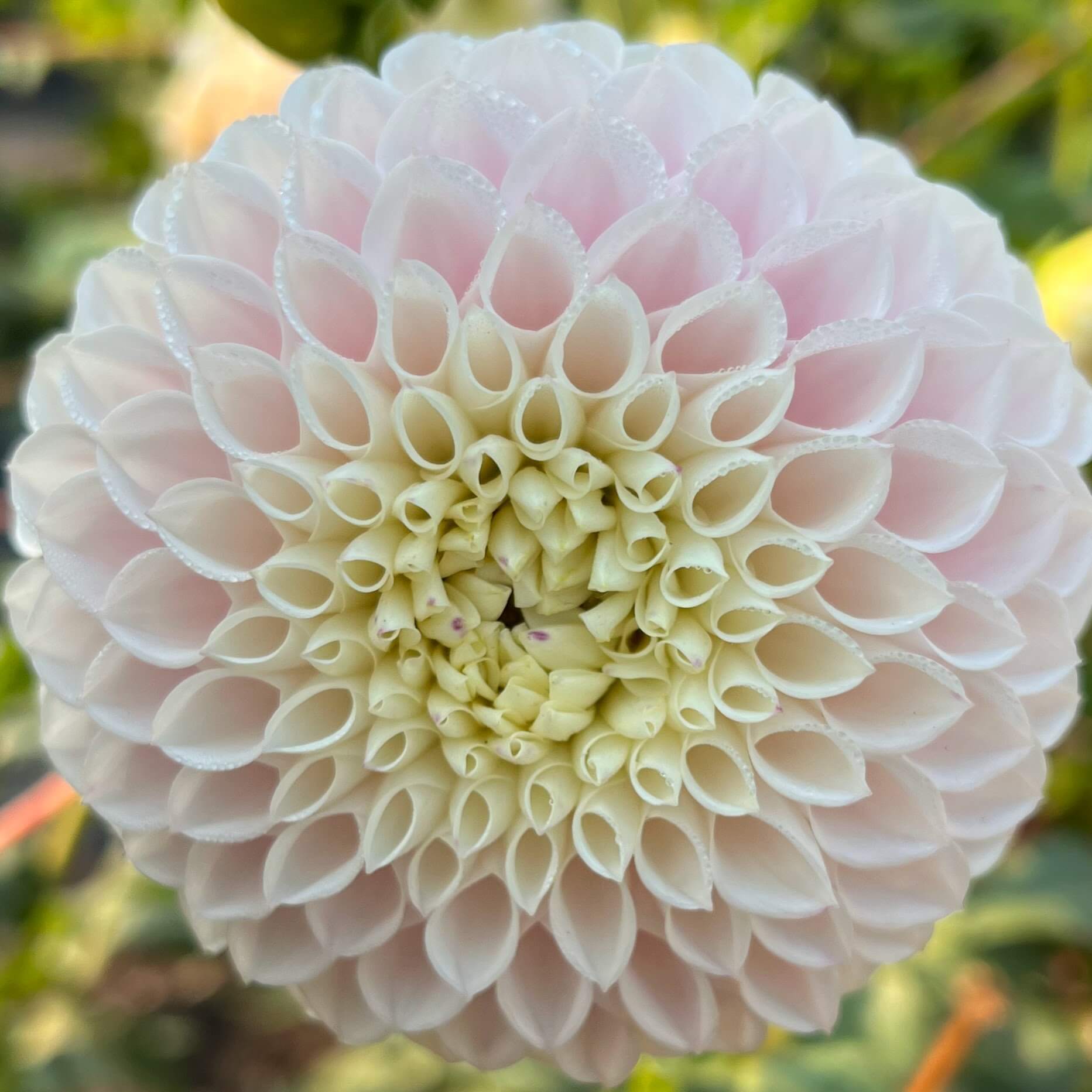 Pink Pearl Dahlia Tuber Pink Pearl Flower Photo And Information