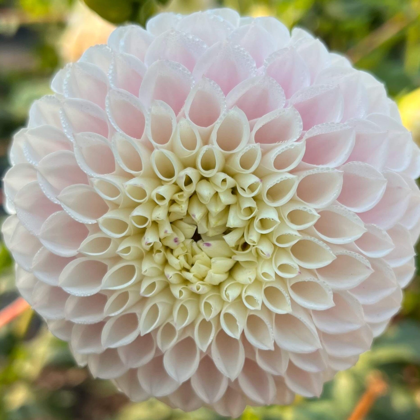 pink pearl dahlia tuber, pink pearl dahlia bulb, pink pearl dahlia flower