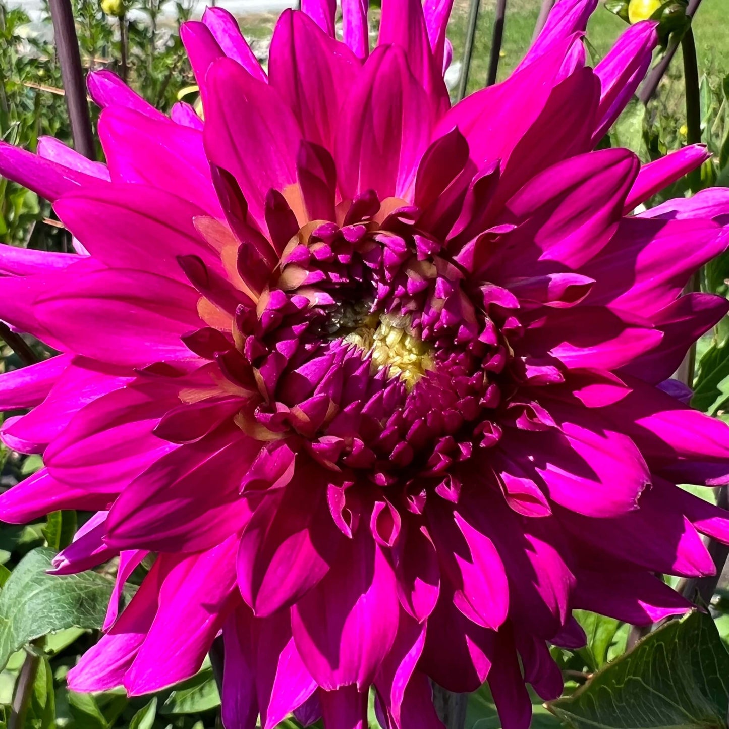 sea electra dahlia tuber, sea electra dahlia bulb, sea electra dahlia flower