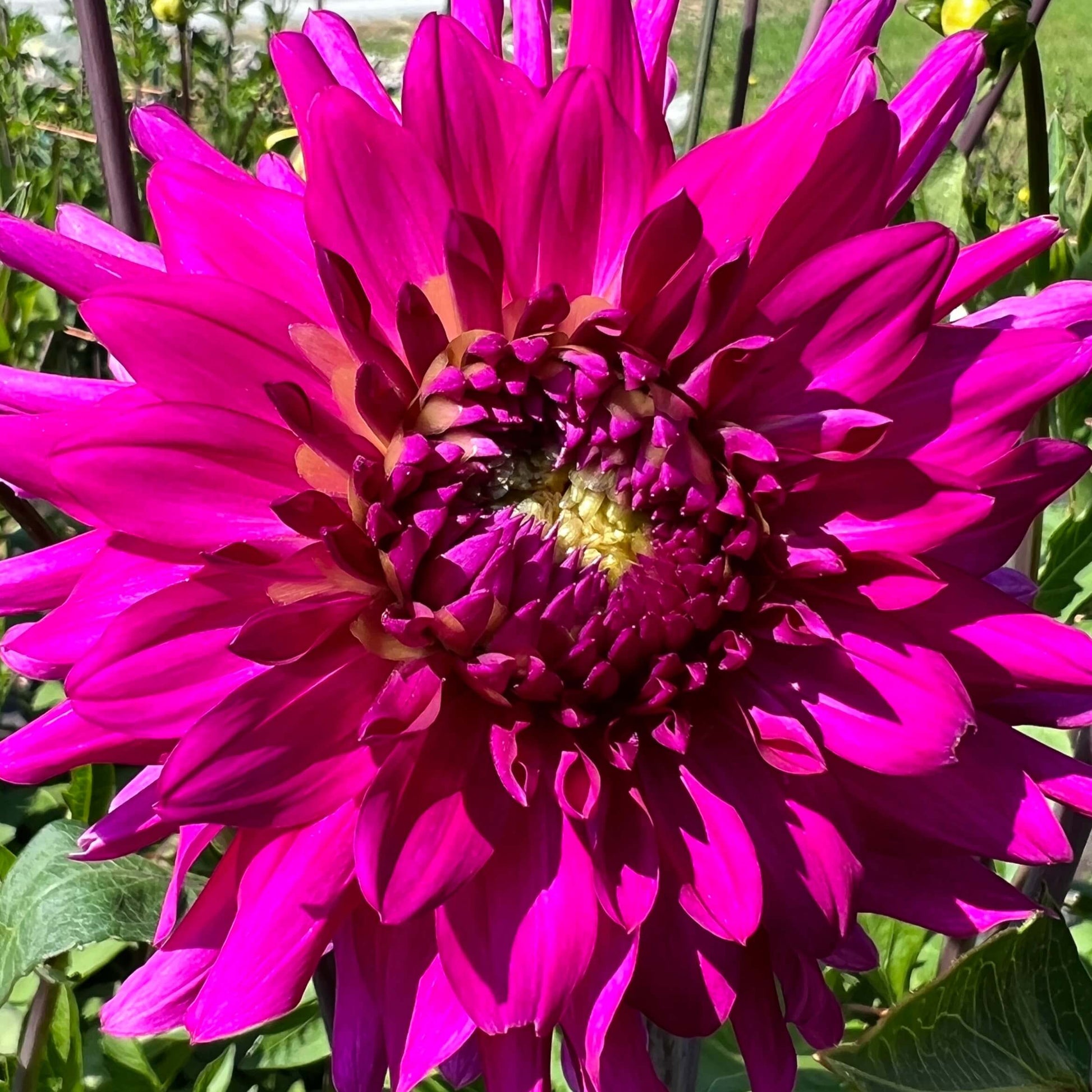 sea electra dahlia tuber, sea electra dahlia bulb, sea electra dahlia flower