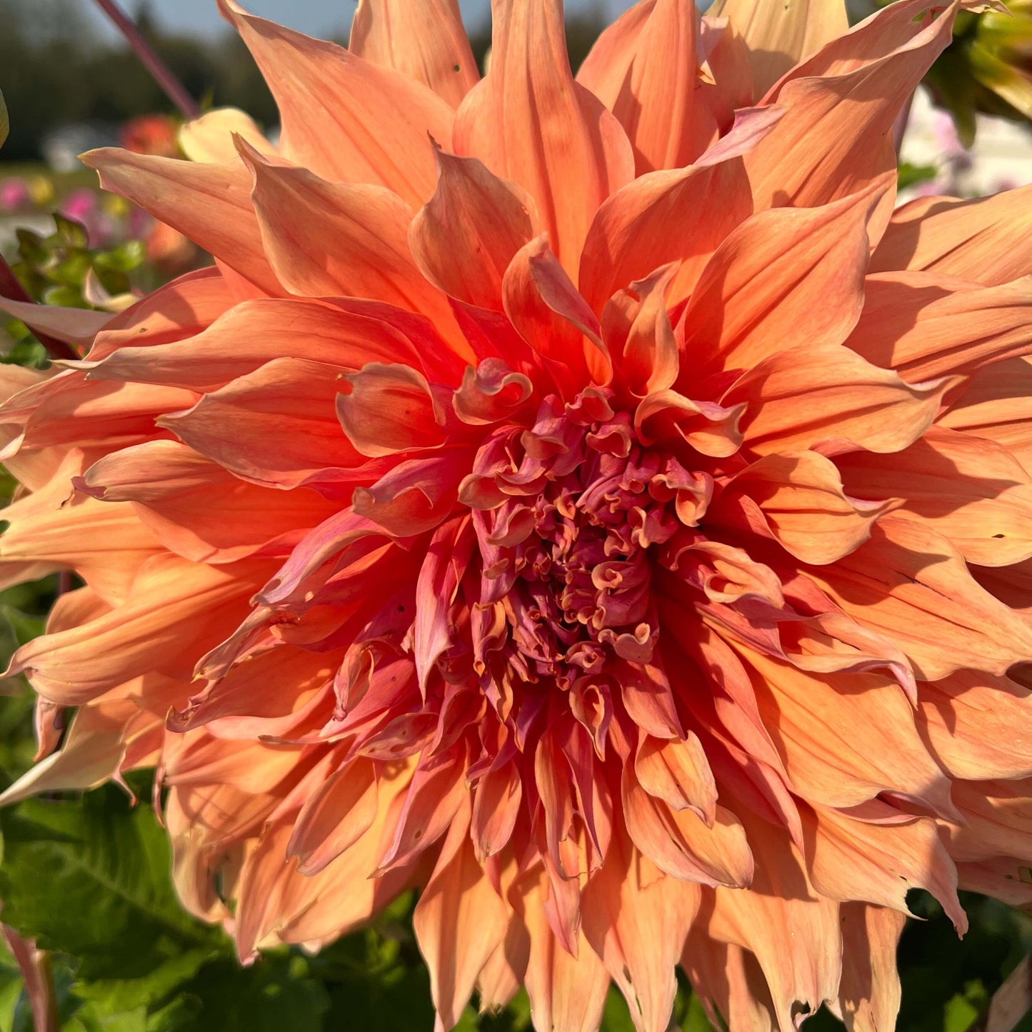 sherwoods peach dahlia tuber, sherwoods peach dahlia bulb, sherwoods peach dahlia flower