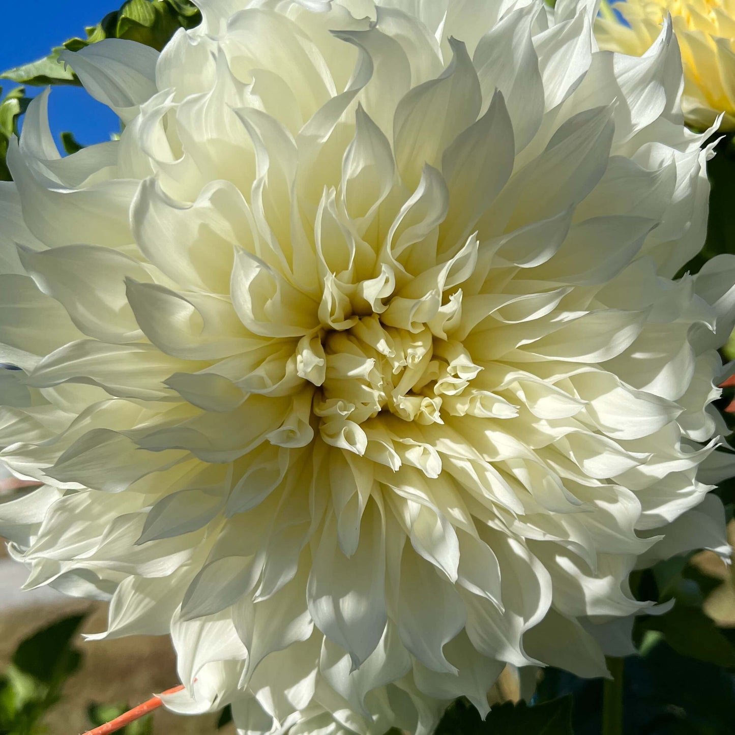 snow country dahlia tuber, snow country dahlia bulb, snow country dahlia flower