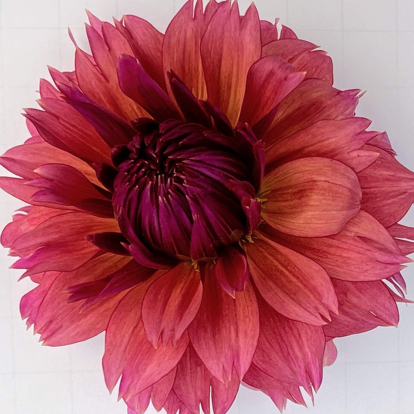 sonic bloom dahlia tuber, sonic bloom dahlia flower, sonic bloom dahlia bulb