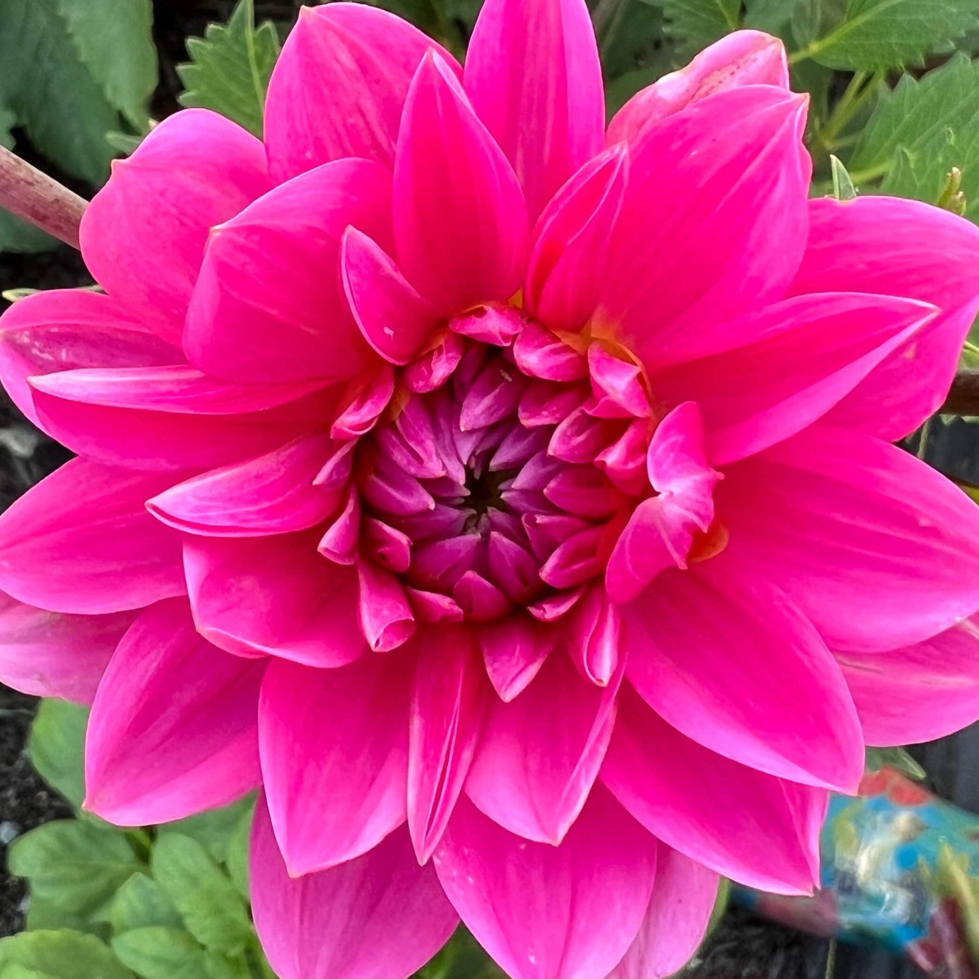 stella j dahlia tuber, stella j dahlia bulb, stella j dahlia flower