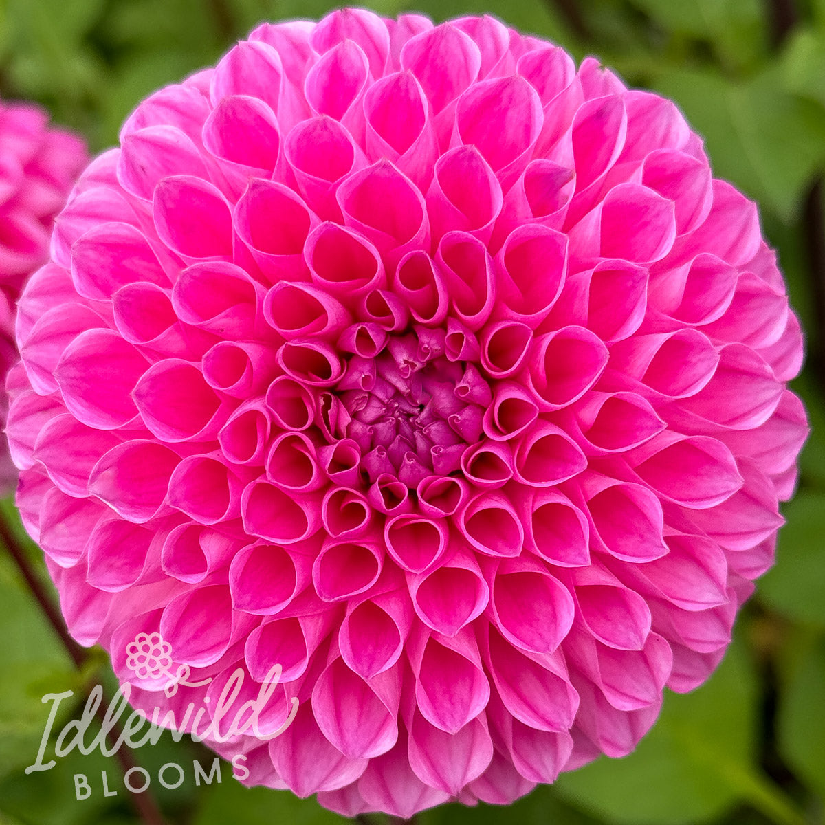 20th Ave for Mom dahlia tuber, 20th Ave for Mom dahlia bulb, 20th Ave for Mom dahlia flower