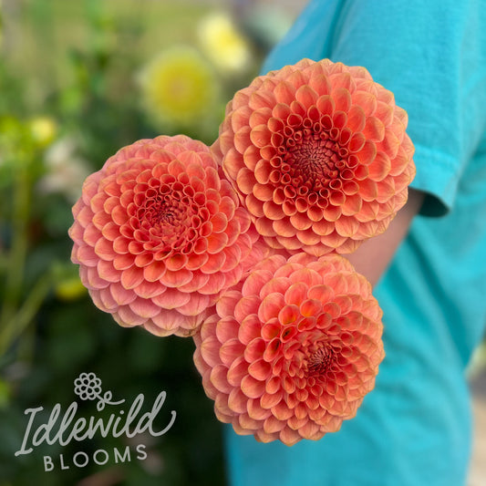 20th Ave Softer Peach