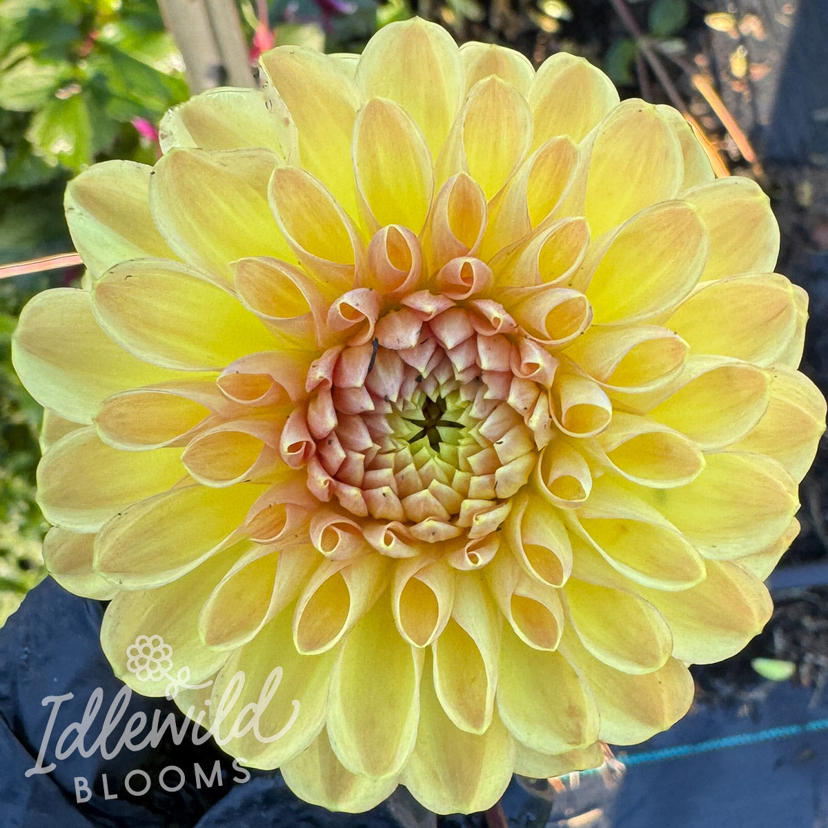 20th Ave Gwen dahlia tuber, 20th Ave Gwen dahlia bulb, 20th Ave Gwen dahlia flower