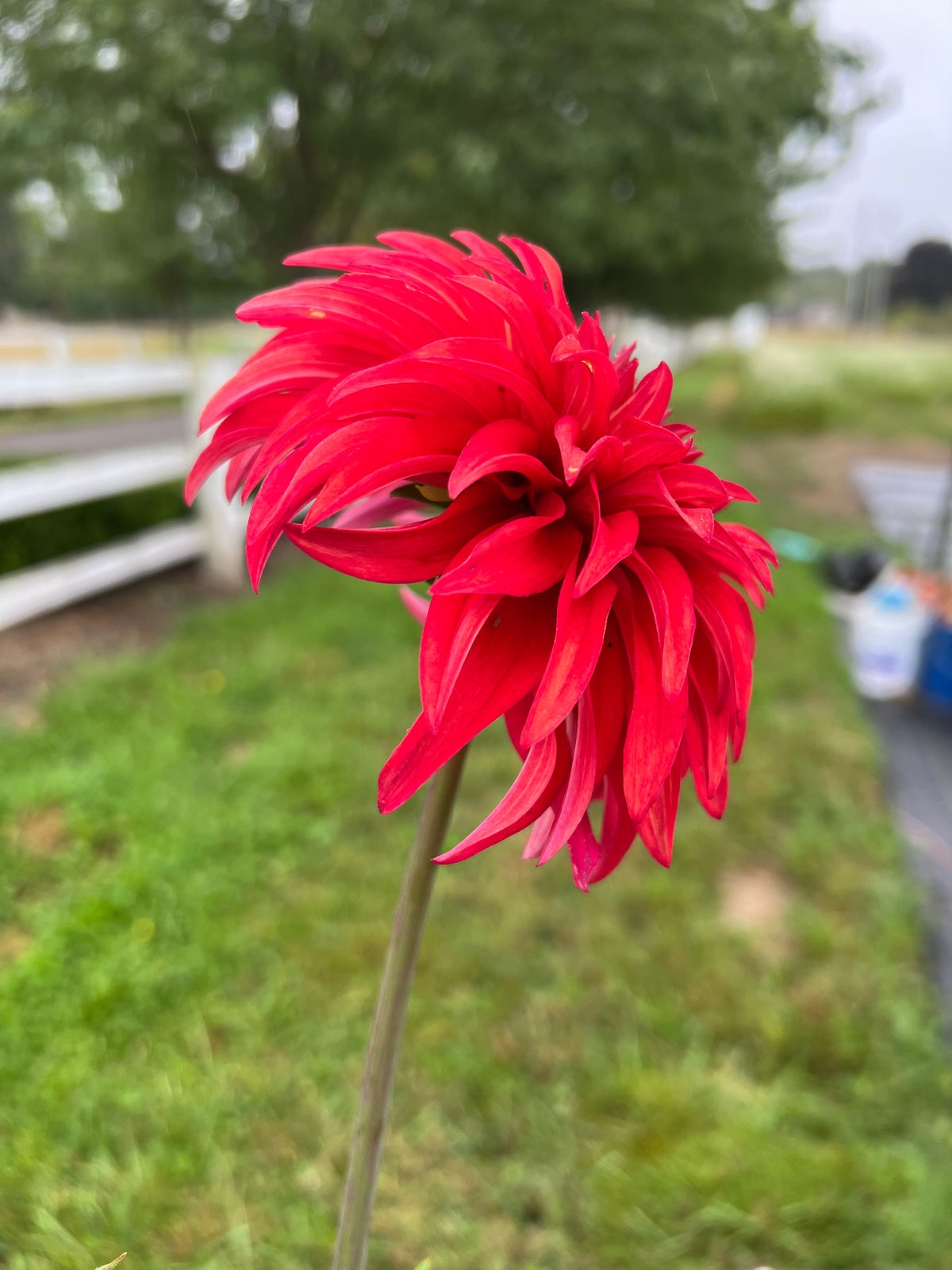 AC Rooster dahlia tubers