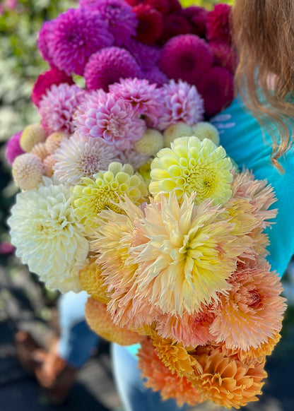 Kindred Spirits Dahlia Surprise Box LIMIT ONE