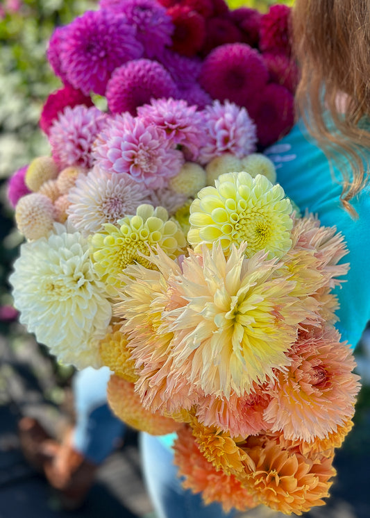 Kindred Spirits Dahlia Surprise Box LIMIT ONE