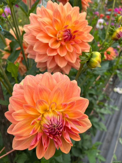 Ace Summer Sunset dahlia tubers