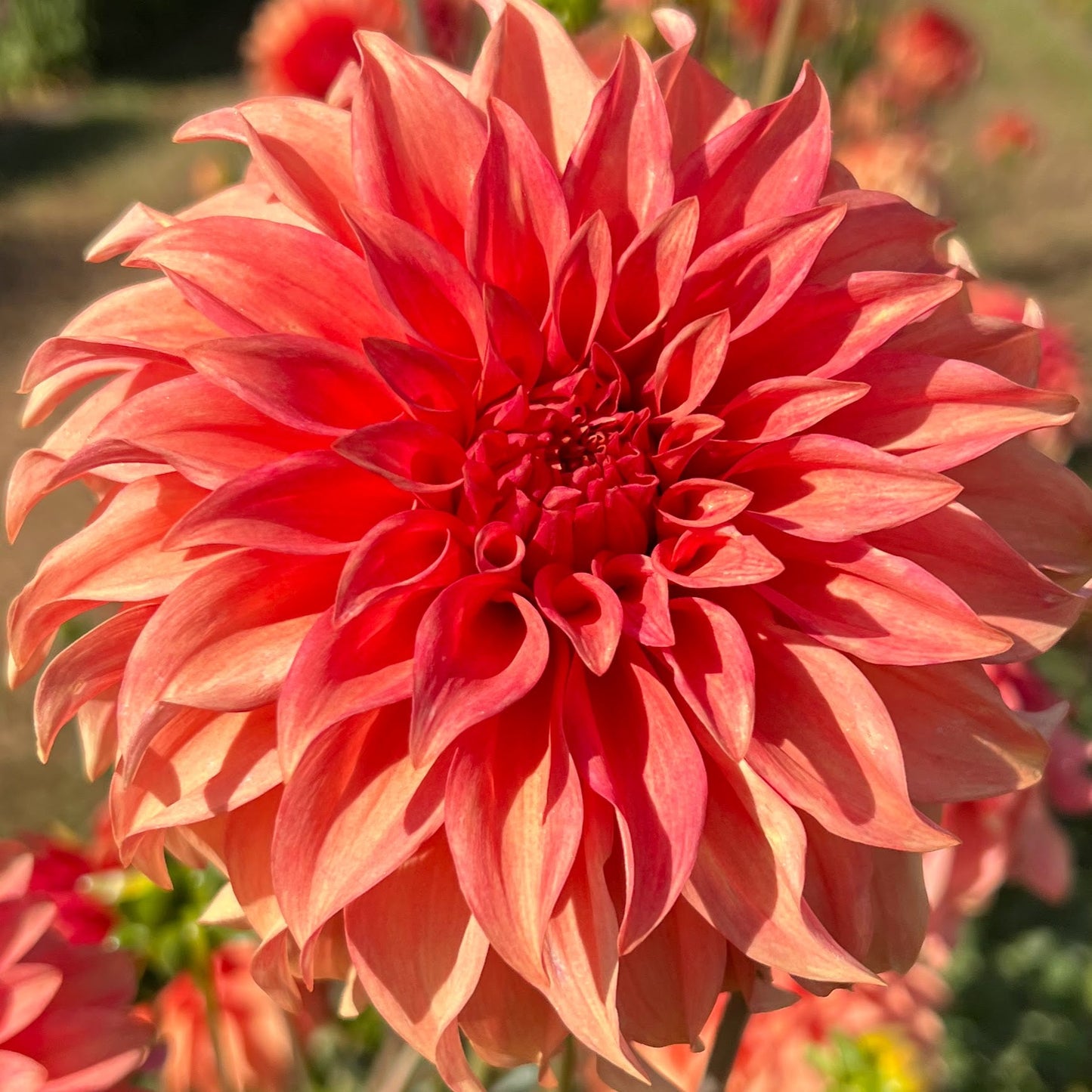 bloomquist pleasing dahlia tuber bulb flower