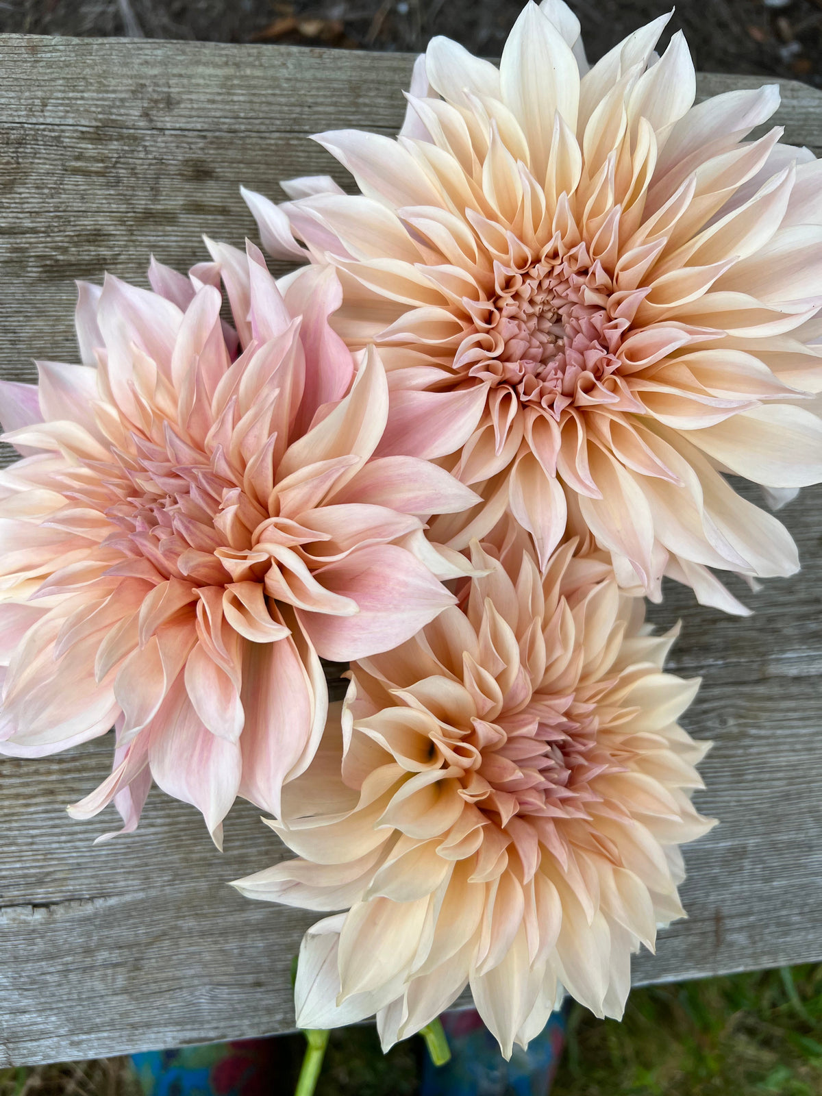 Cafe Au Lait dahlia tubers