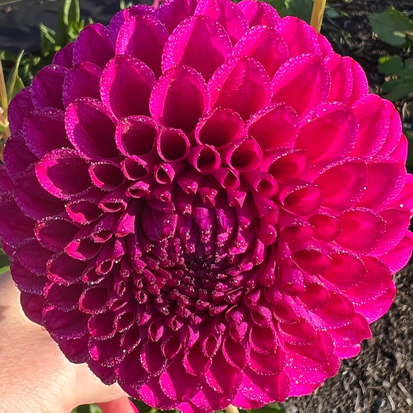 cryfield harmony dahlia tuber bulb flower