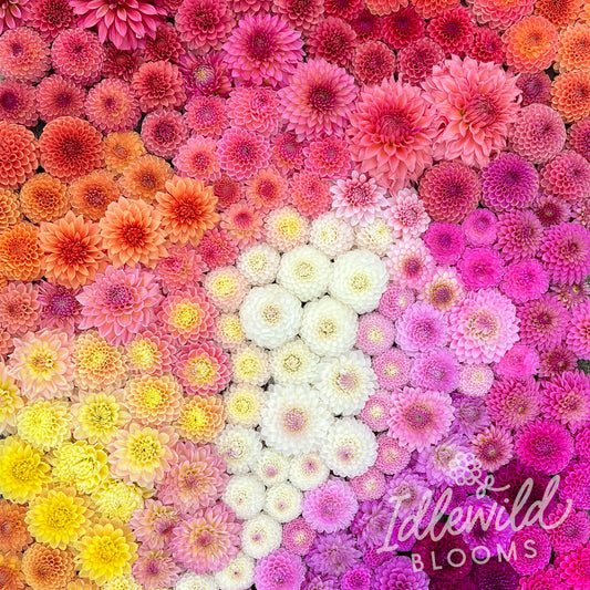 Kindred Spirits Dahlia Surprise Box