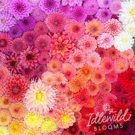 Unicorn Dahlia Surprise Box LIMIT ONE