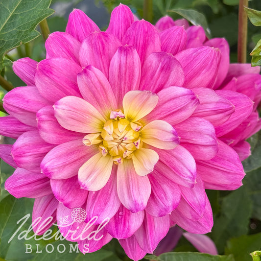 Hollyhill Pink Martini dahlia tuber, Hollyhill Pink Martini dahlia bulb, Hollyhill Pink Martini dahlia flower