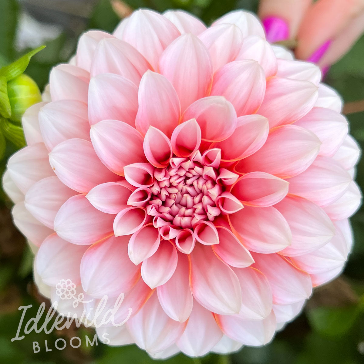 RM Baby Girl dahlia bulb, RM Baby Girl dahlia flower, RM Baby Girl dahlia tuber