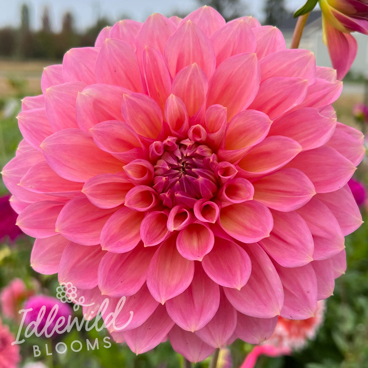 Scaur Swinton dahlia tuber, Scaur Swinton dahlia bulb, Scaur Swinton dahlia flower