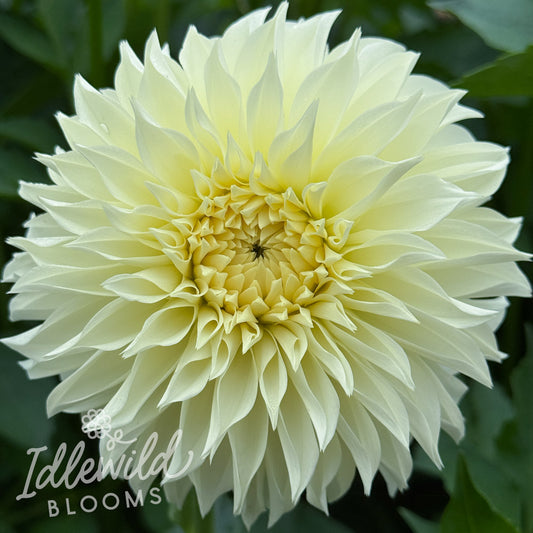 AC Andromeda dahlia tuber, AC Andromeda dahlia flower, AC Andromeda dahlia bulb