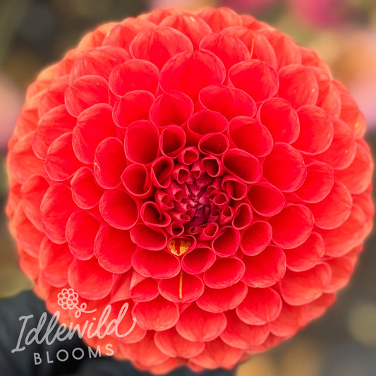 AC Angry Bird dahlia tuber, AC Angry Bird dahlia flower, AC Angry Bird dahlia bulb
