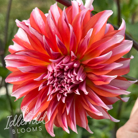 AC B&B dahlia tuber, AC B&B dahlia flower, AC B&B dahlia bulb
