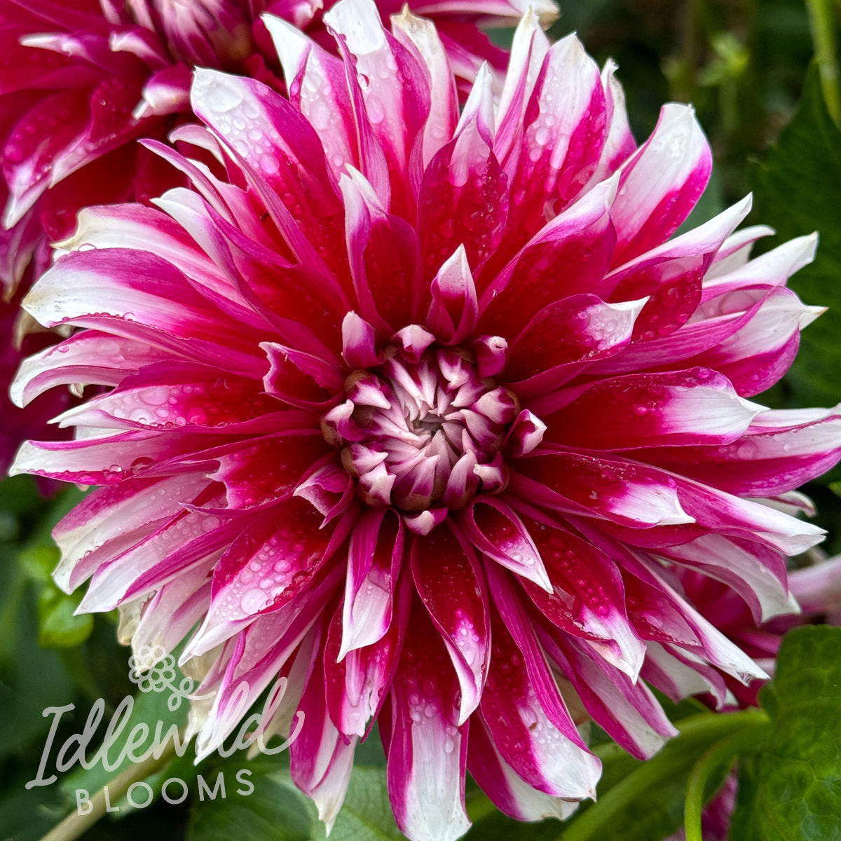 AC Fernando dahlia tuber, AC Fernando dahlia bulb, AC Fernando dahlia flower