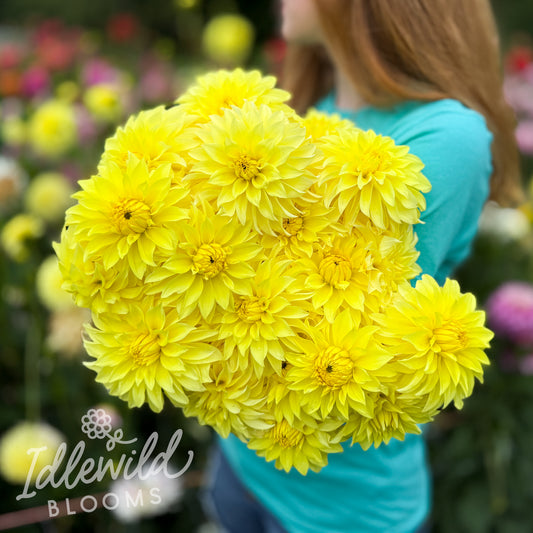 AC Golden Nickles dahlia bouquet, AC Golden Nickles dahlia tubers, AC Golden Nickles dahlia bulbs