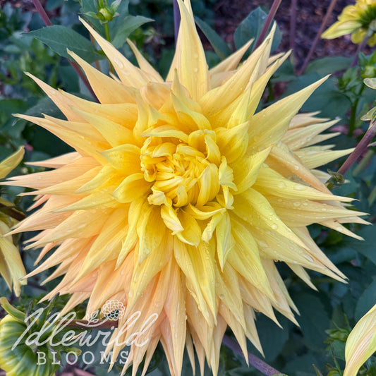 AC Jeri dahlia tuber. This over 10", yellow, semi cactus dahlia was introduced by Ken Greenway in 2018. 