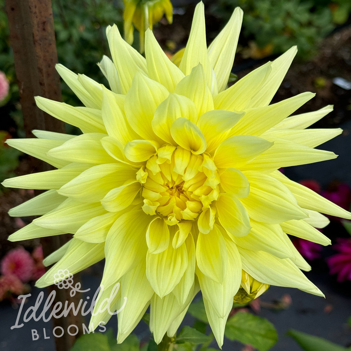 AC Moonwalk dahlia tuber, AC Moonwalk dahlia bulb, AC Moonwalk dahlia flower